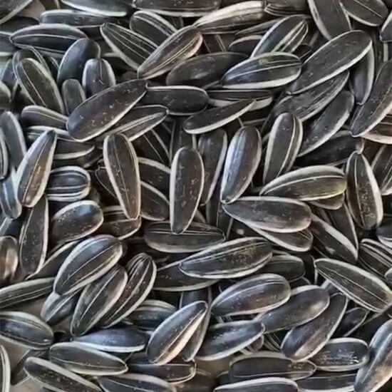 Семена подсолнечника